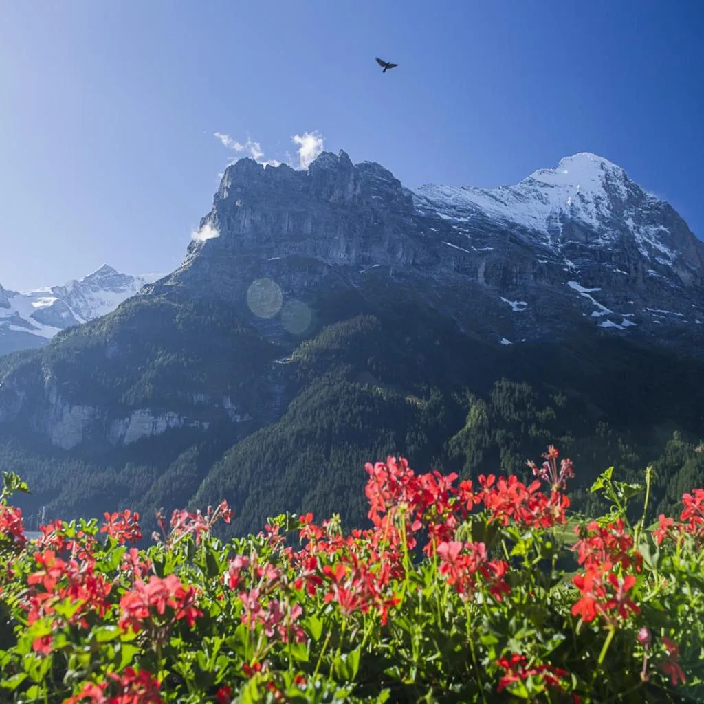 Hotel Bernerhof Grindelwald - صورة 18